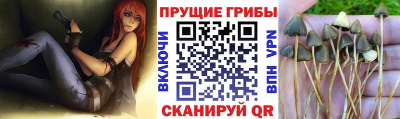 Галлюциногенные грибы GOLDEN TEACHER  Менделеевск 
